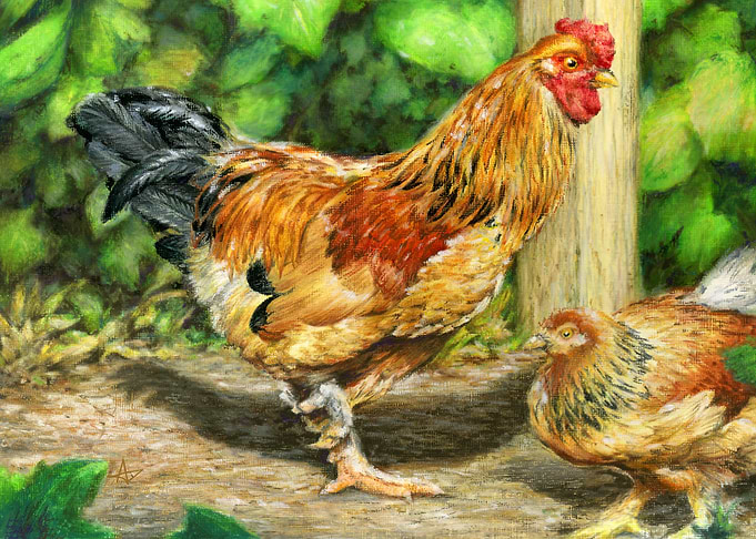 Rooster and Chicken