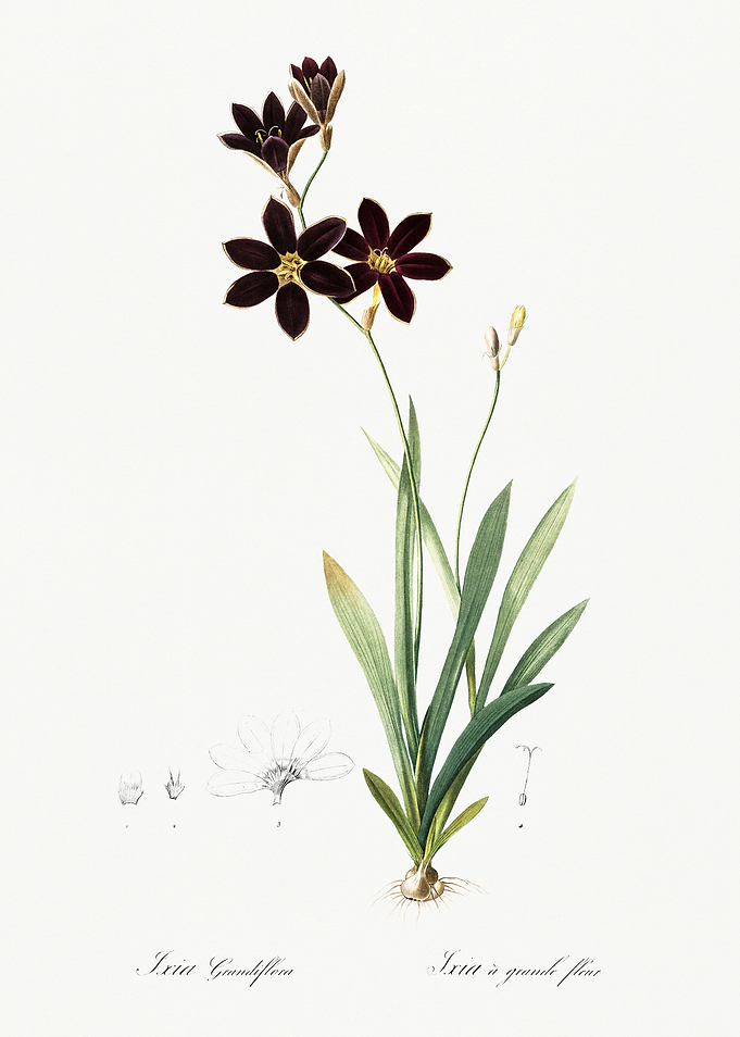 Les Liliacees 1805 HQ Orig