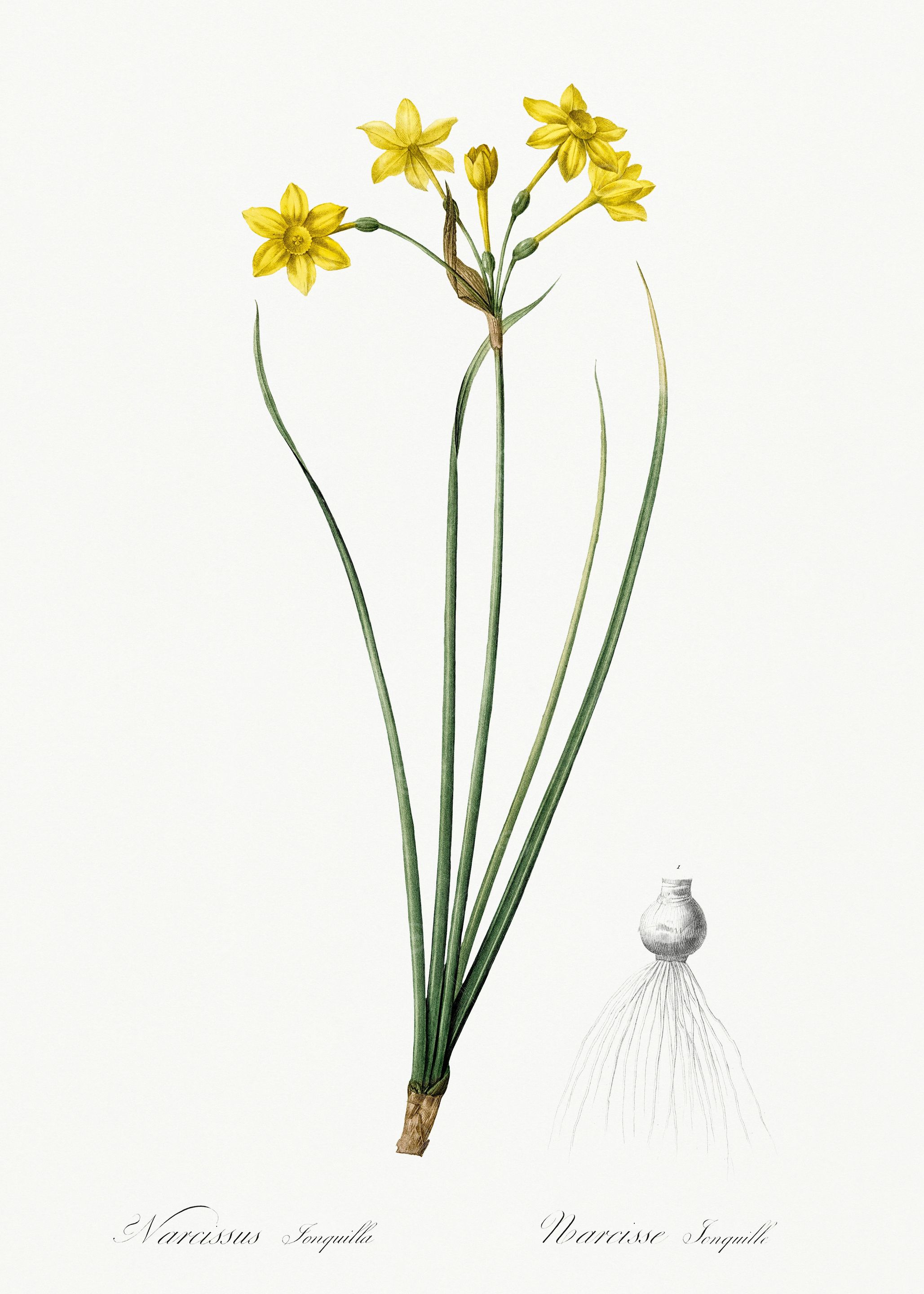 Les Liliacees 1805 HQ Orig