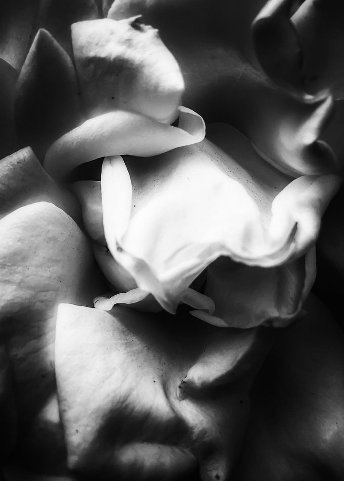 rose texture abstract