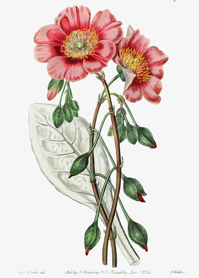 Redmaids Flower Poster