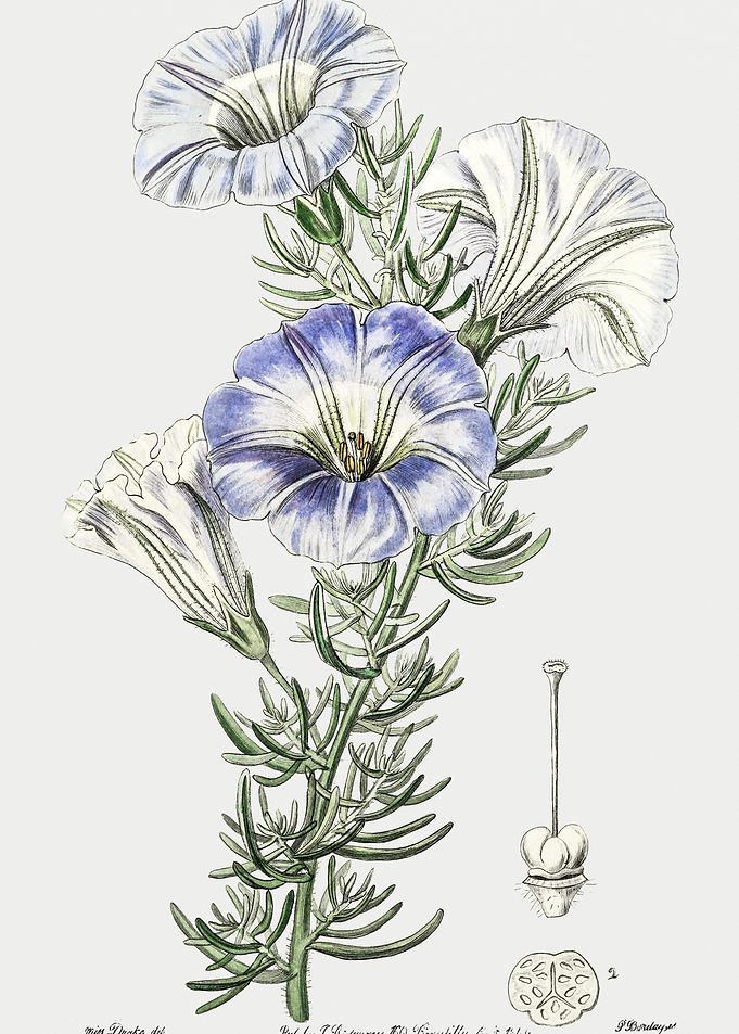Nolana Flower Poster