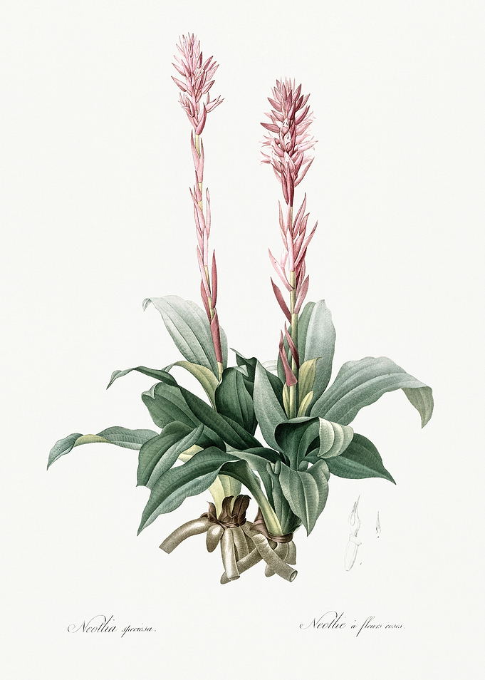 Les Liliacees 1805 HQ Orig