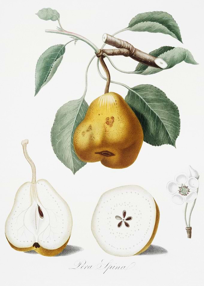 Pear Pero Spino From Pomon