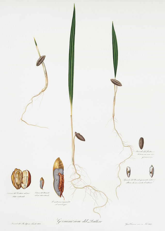 Date Palm Phoenix Dactylif
