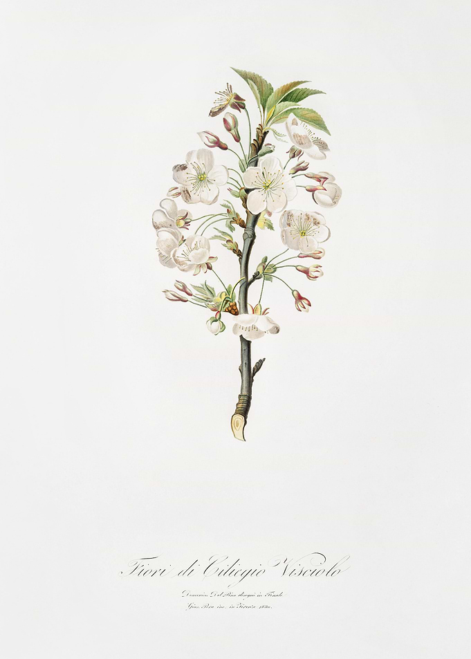 Pear Tree Flowers Pyrus Ca