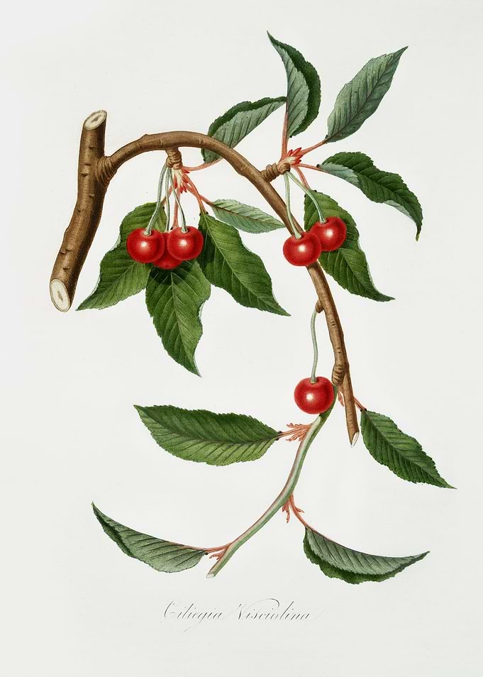 Pomona Italiana 1839HQOrig