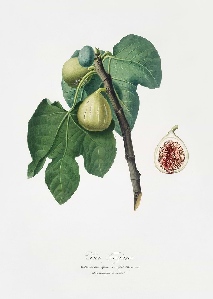 Fig Fico Troiano From Pomo