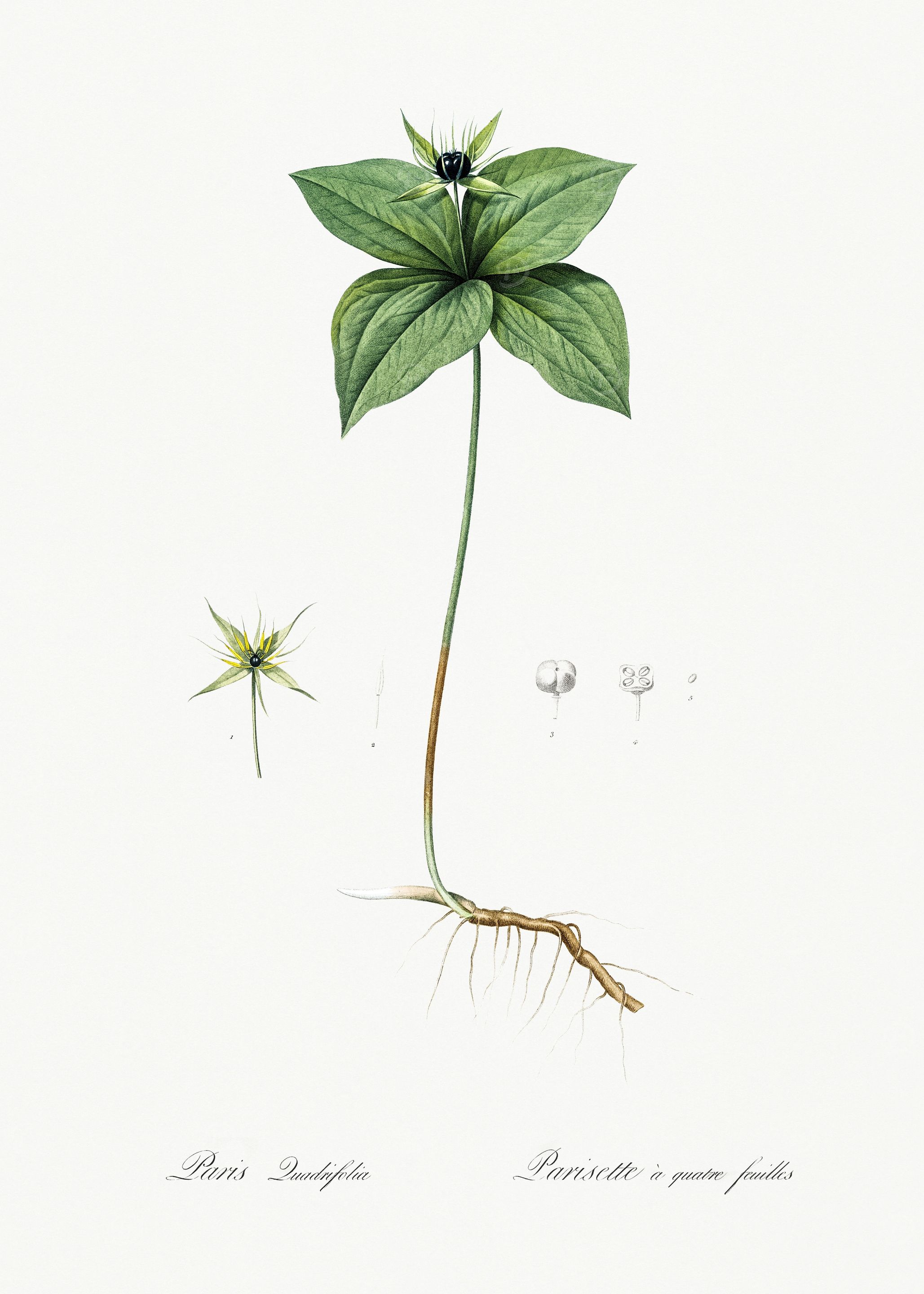 Les Liliacees 1805 HQ Orig