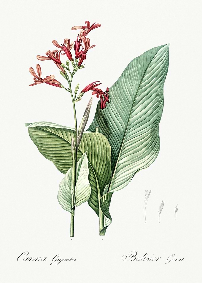 Les Liliacees 1805 HQ Orig