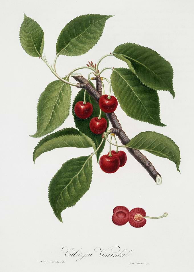 Pomona Italiana 1839HQOrig