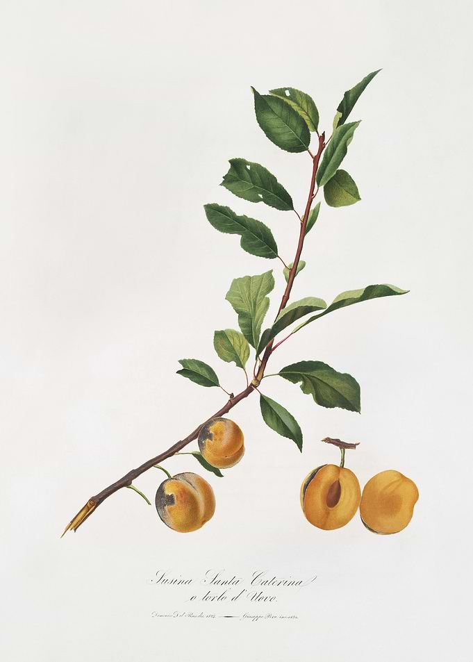 Apricot Prunus Sanctae Cat