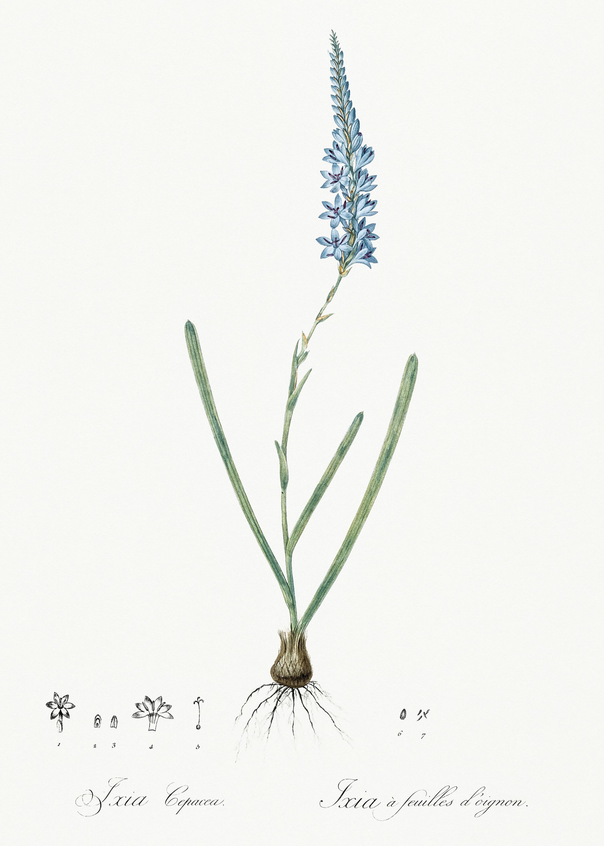 Les Liliacees 1805 HQ Orig