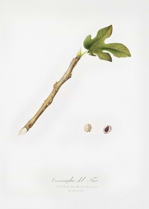 Fig Coccus Ficus Caricae F
