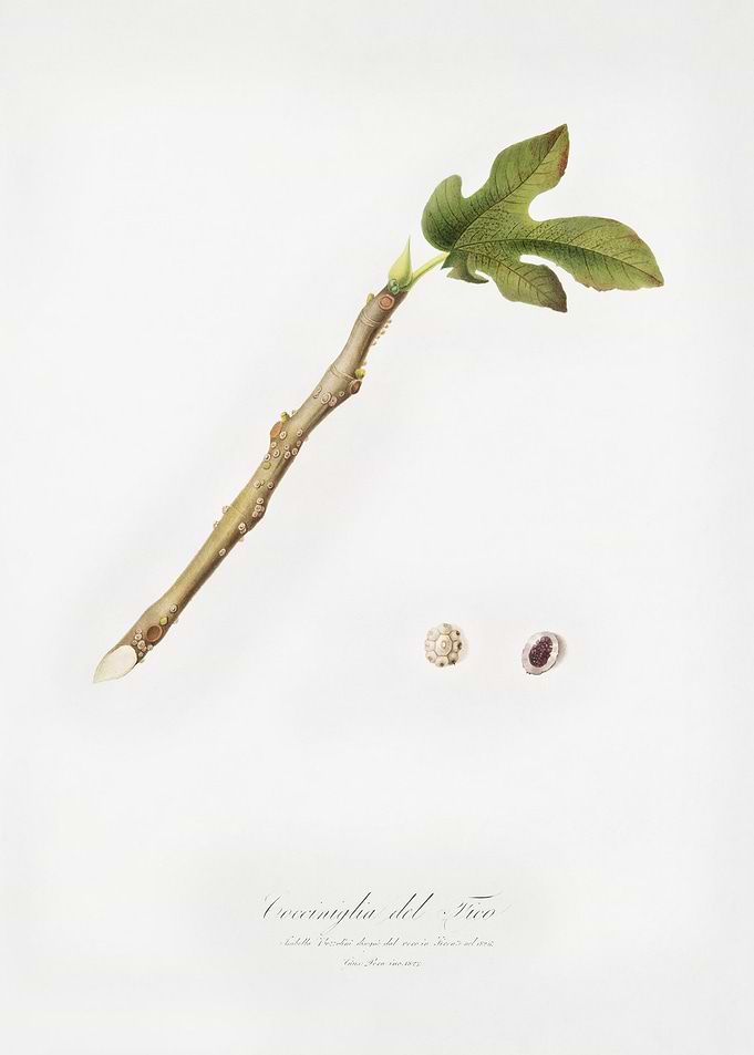 Fig Coccus Ficus Caricae F