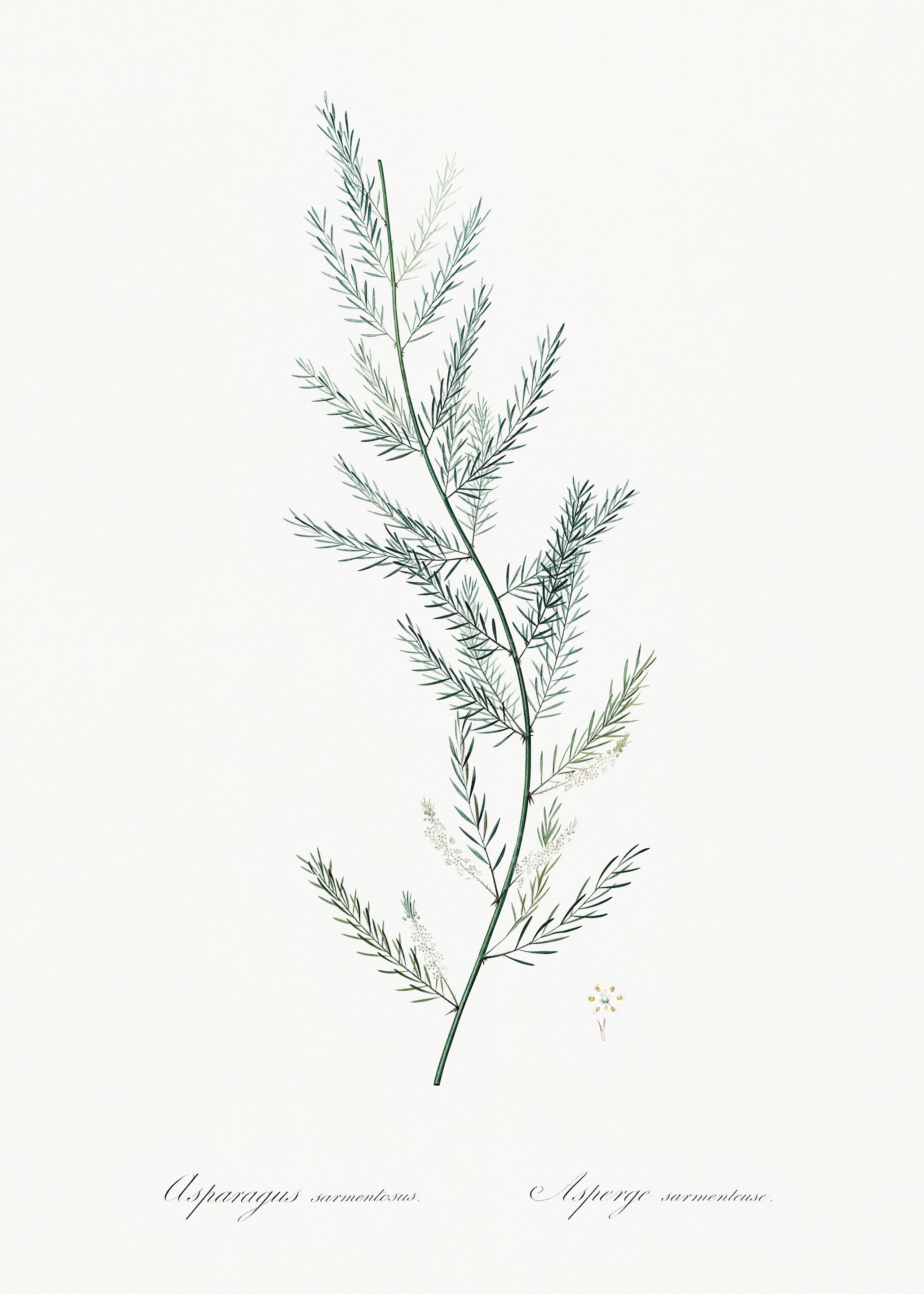 Les Liliacees 1805 HQ Orig