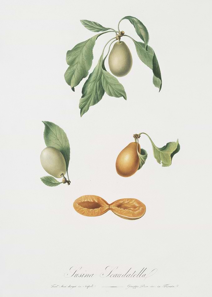 Prune Prunus Hyemalis From