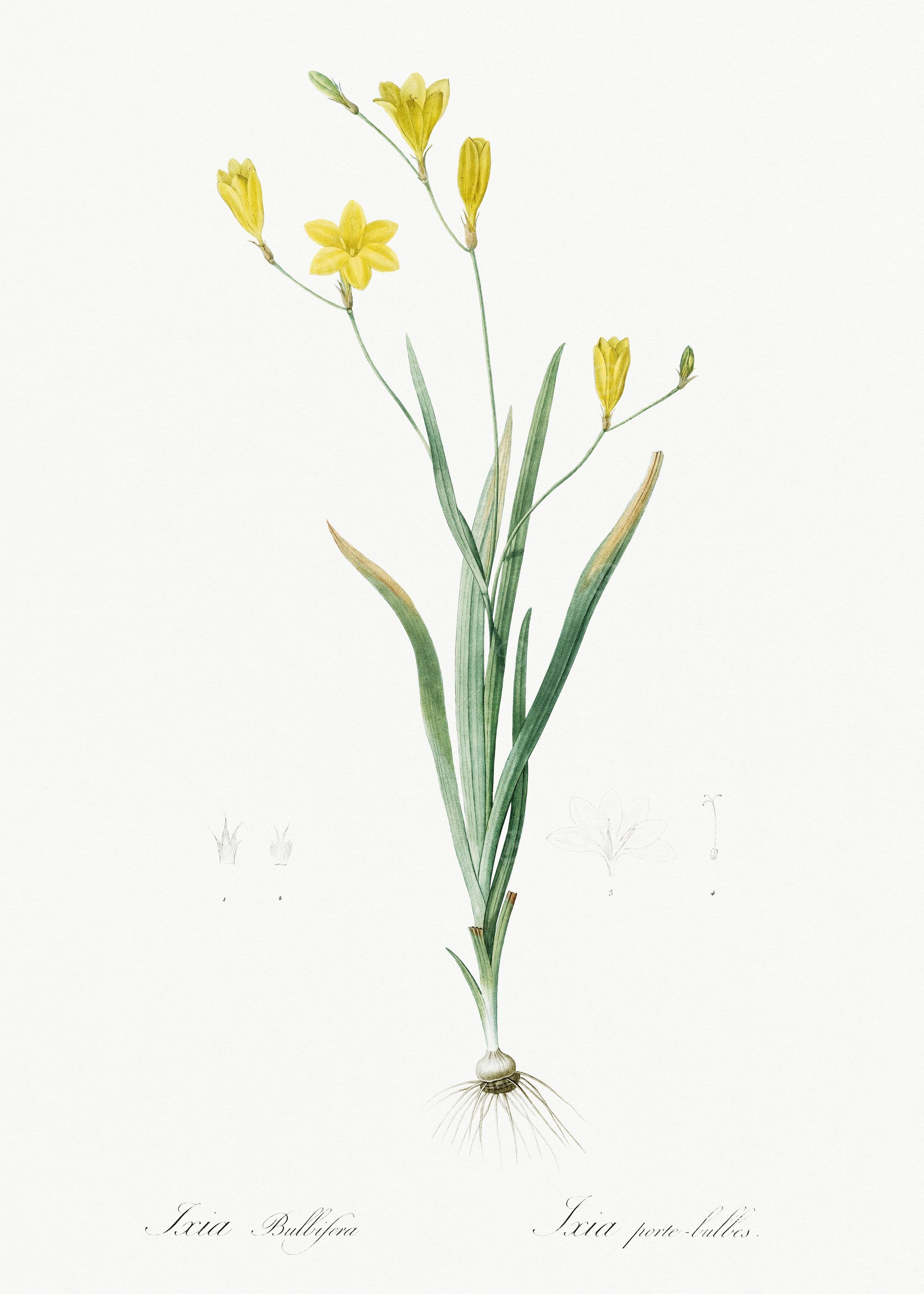 Les Liliacees 1805 HQ Orig