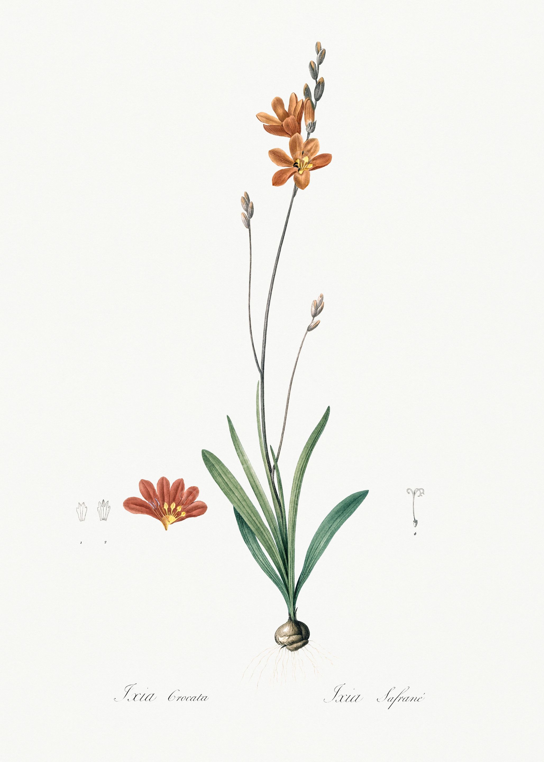 Les Liliacees 1805 HQ Orig