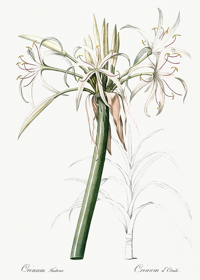 Les Liliacees 1805 HQ Orig