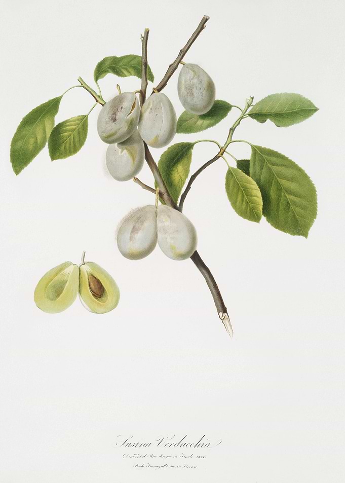 Plum Prunus Verdacchia Fro