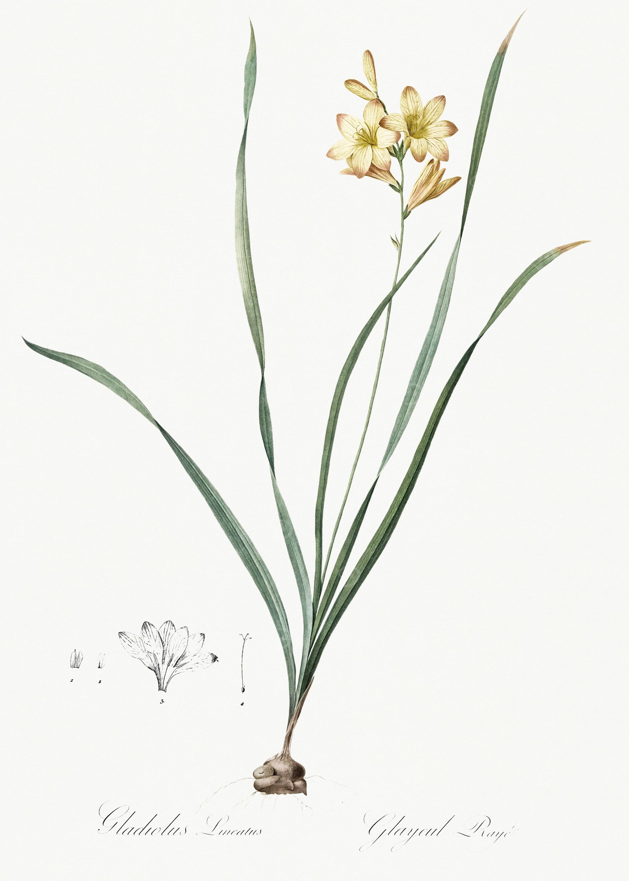 Les Liliacees 1805 HQ Orig