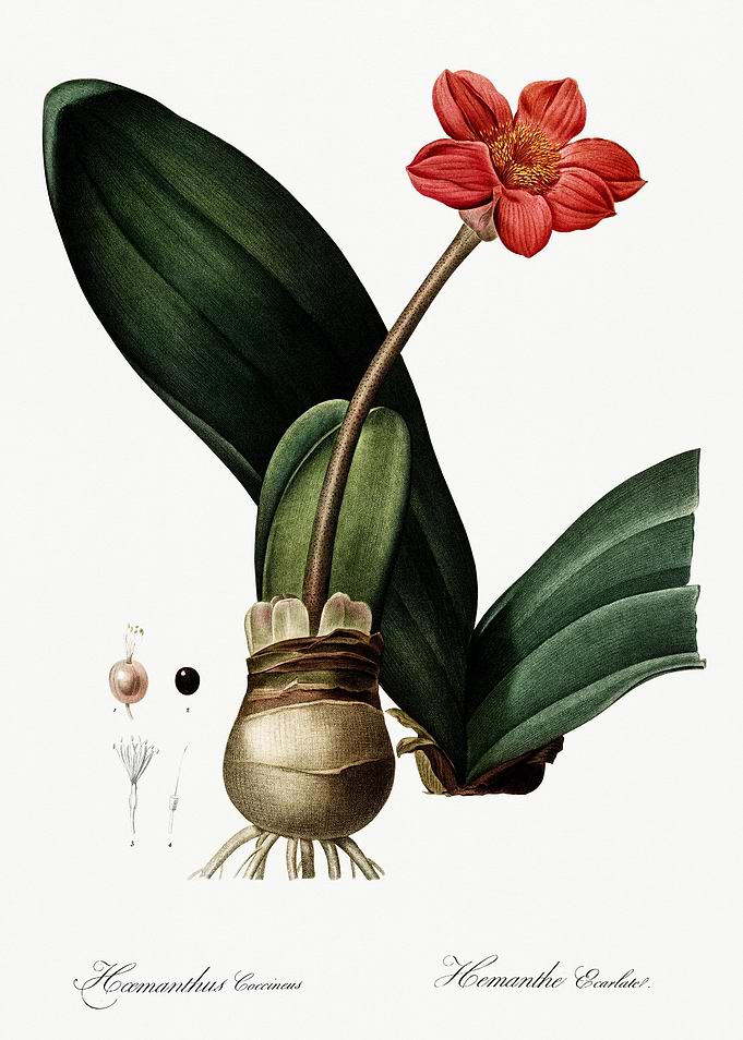 Les Liliacees 1805 HQ Orig