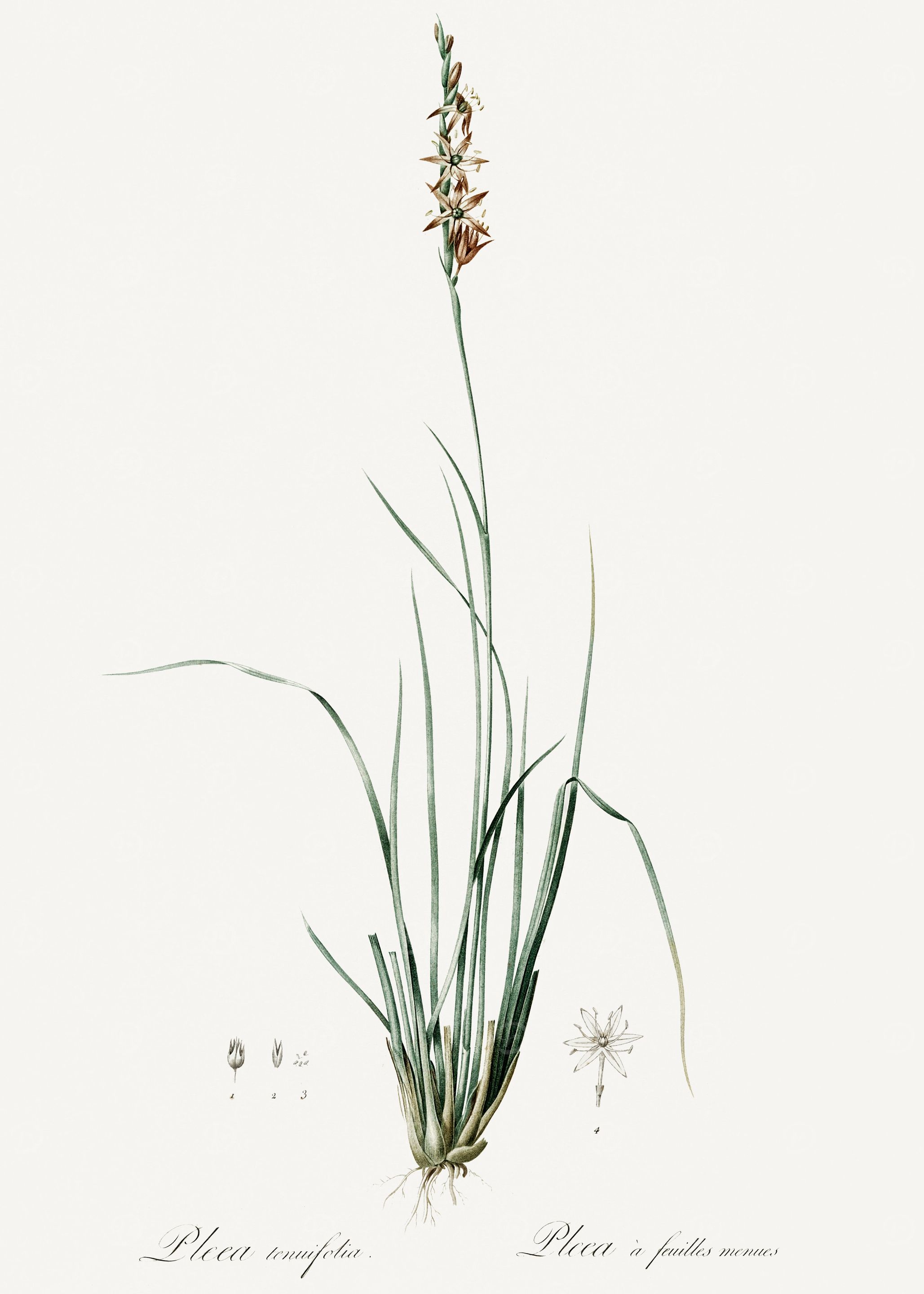 Les Liliacees 1805 HQ Orig
