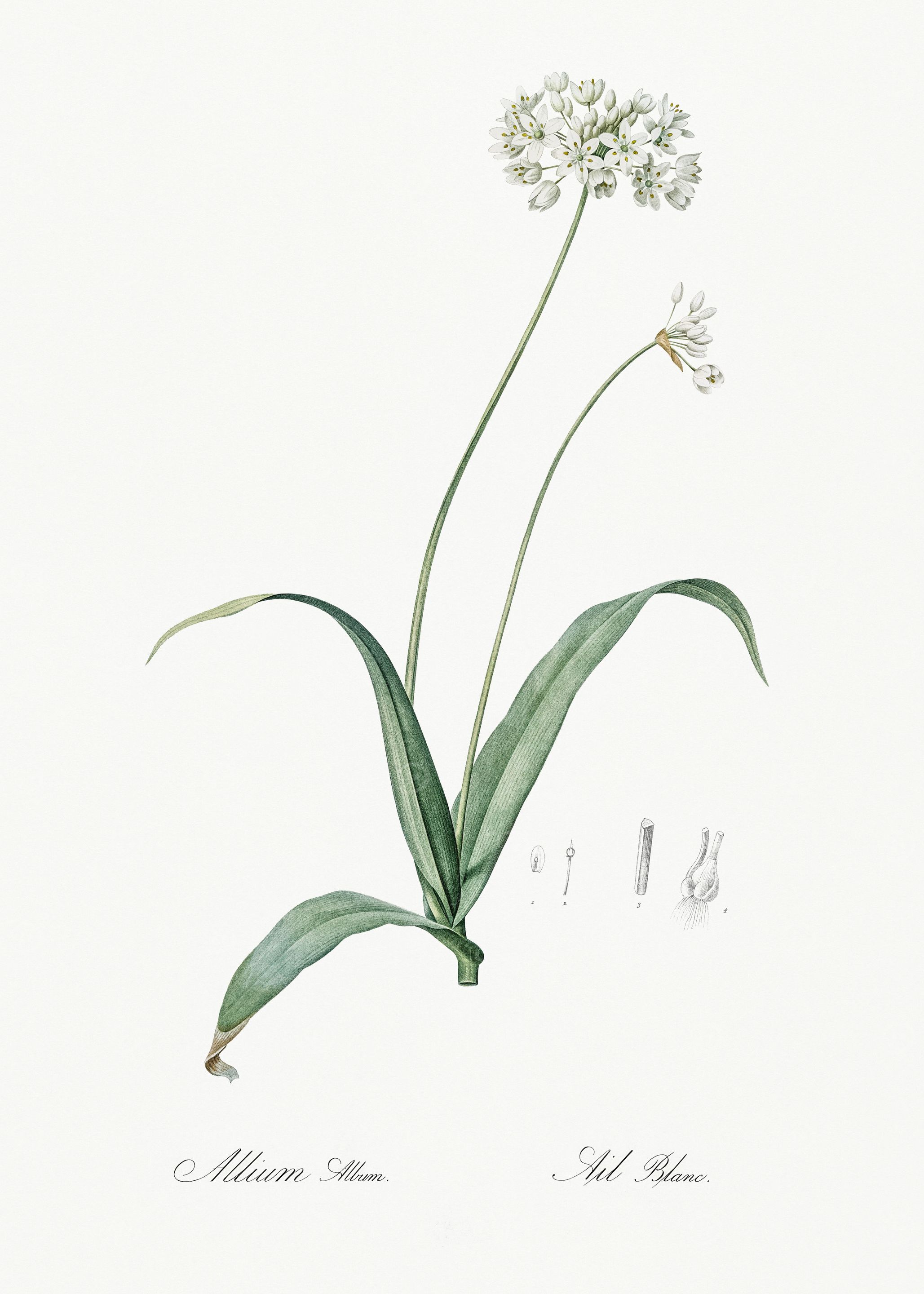 Les Liliacees 1805 HQ Orig