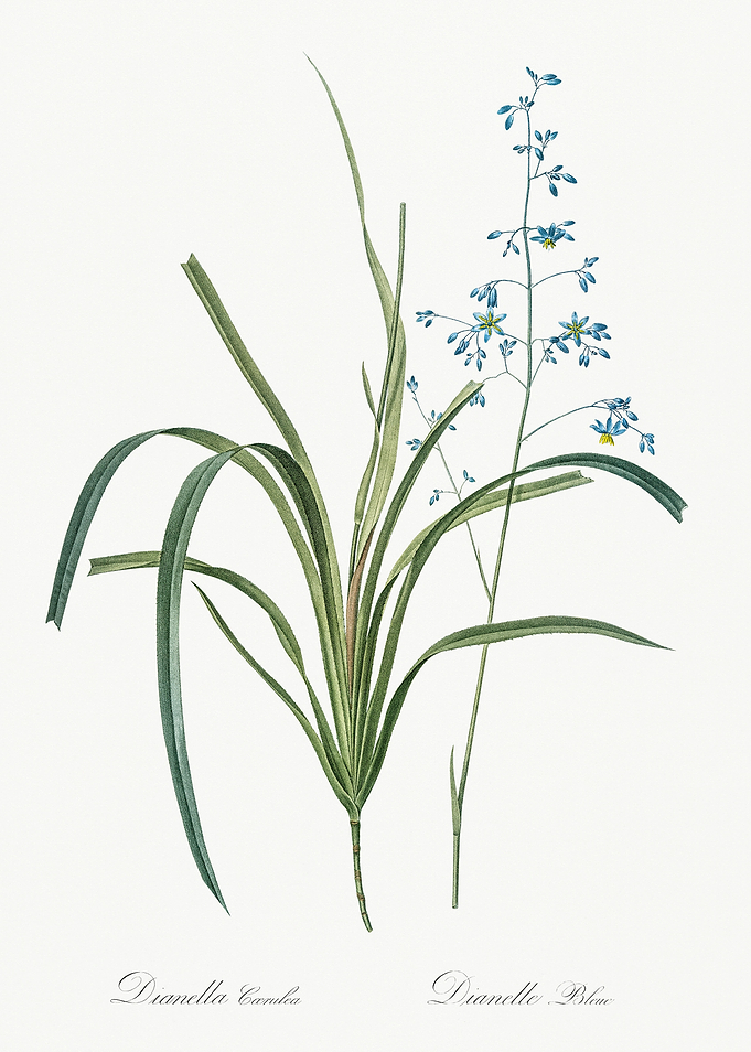 Les Liliacees 1805 HQ Orig