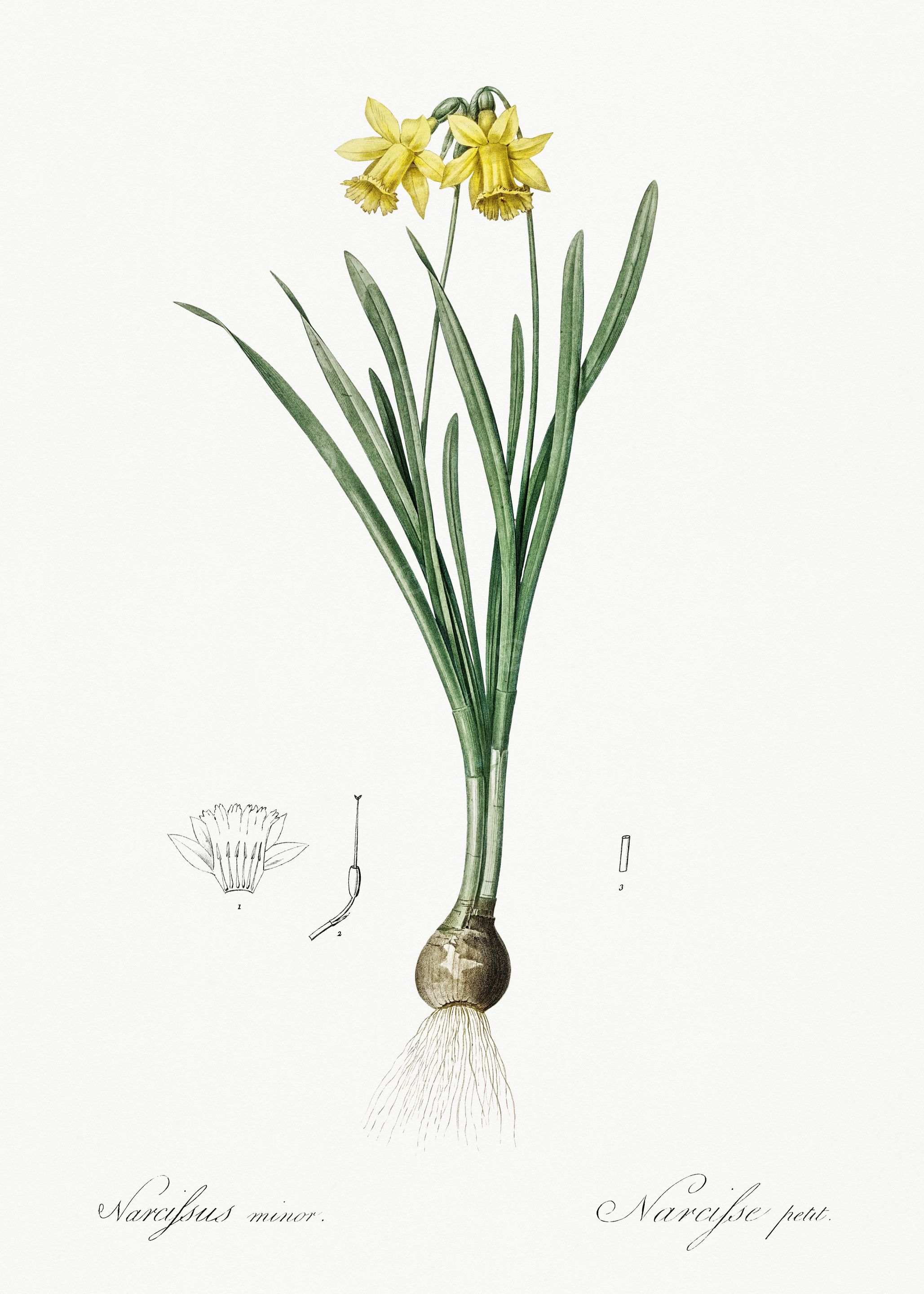 Les Liliacees 1805 HQ Orig