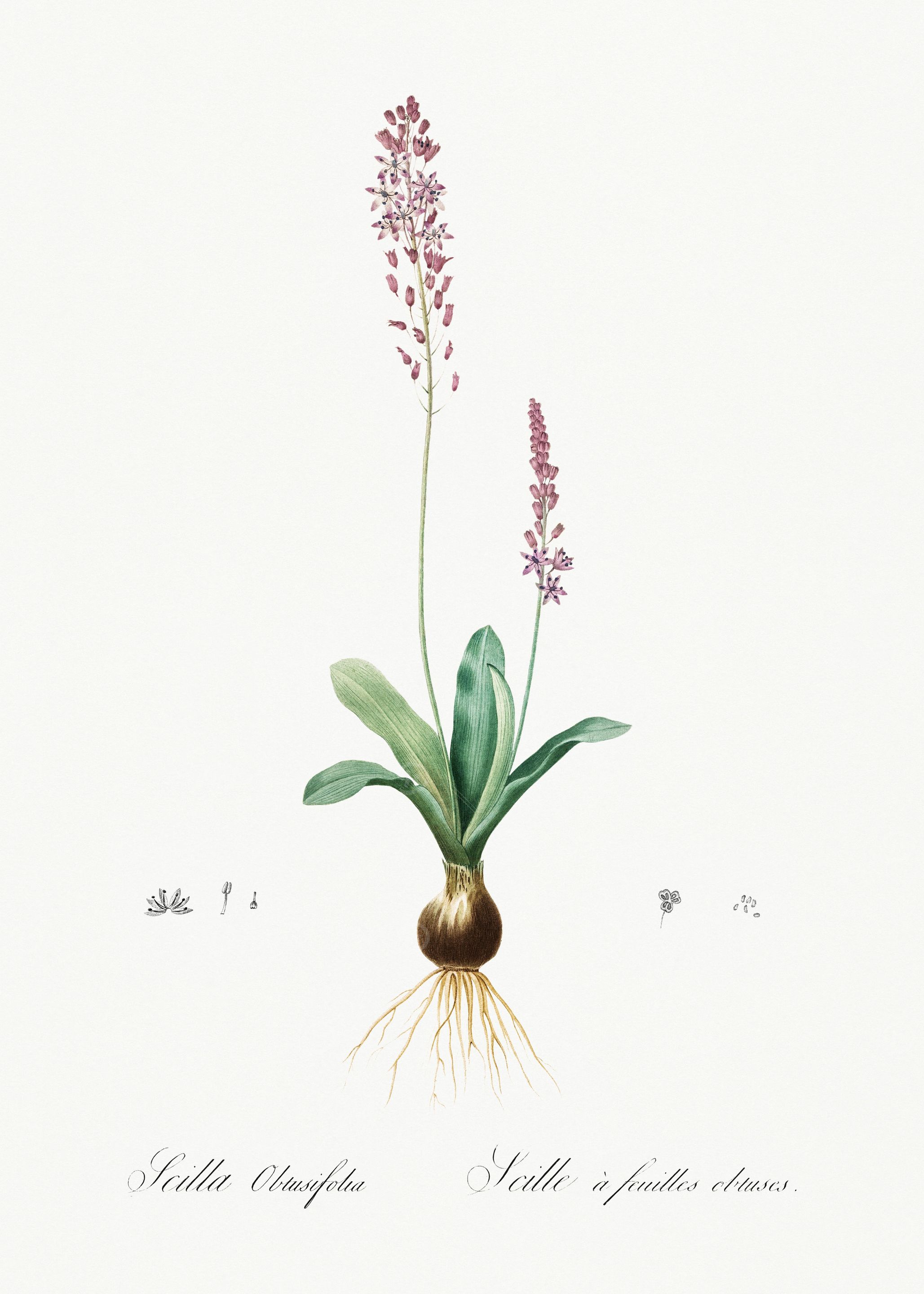 Les Liliacees 1805 HQ Orig