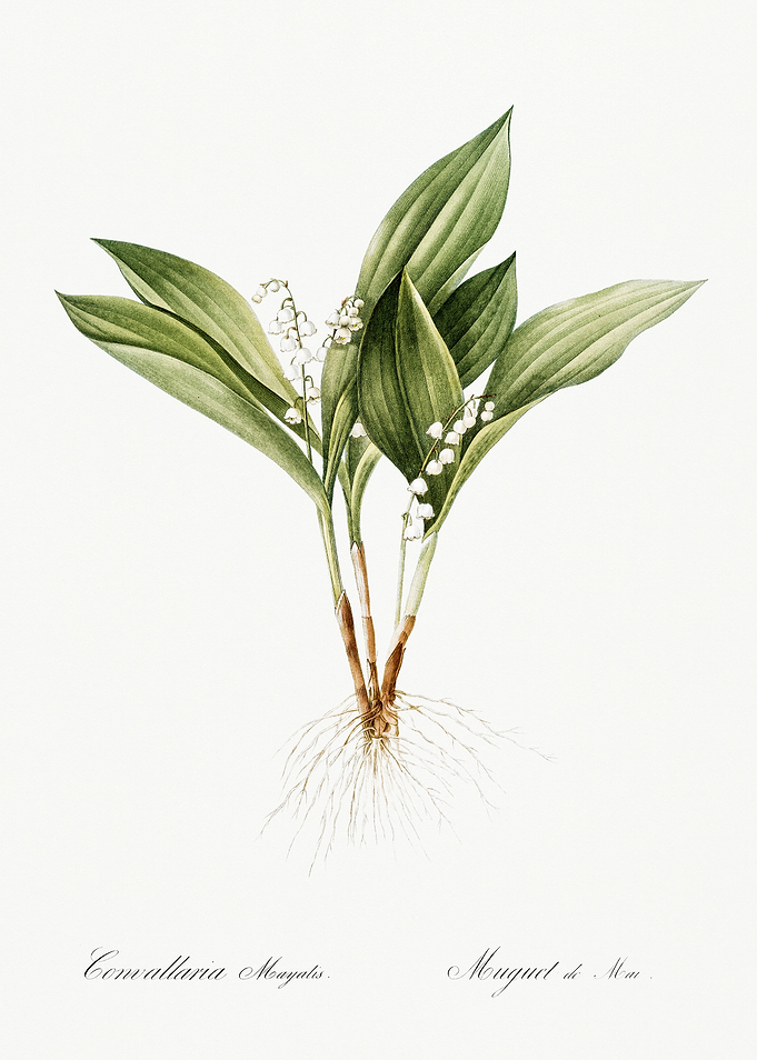 Les Liliacees 1805 HQ Orig