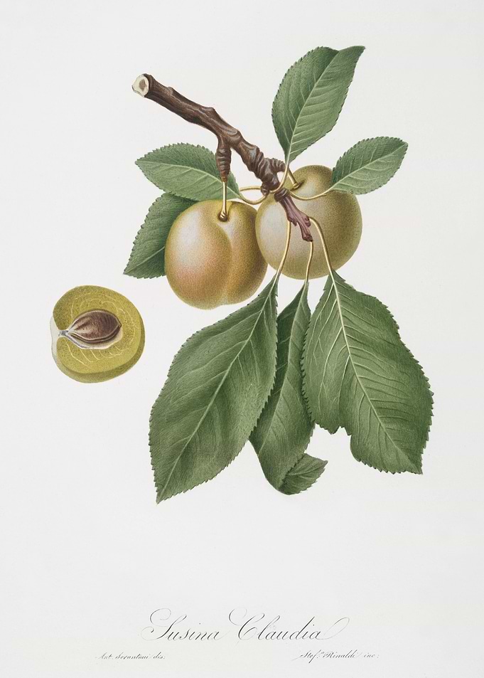 Prune Prunus Claudia From