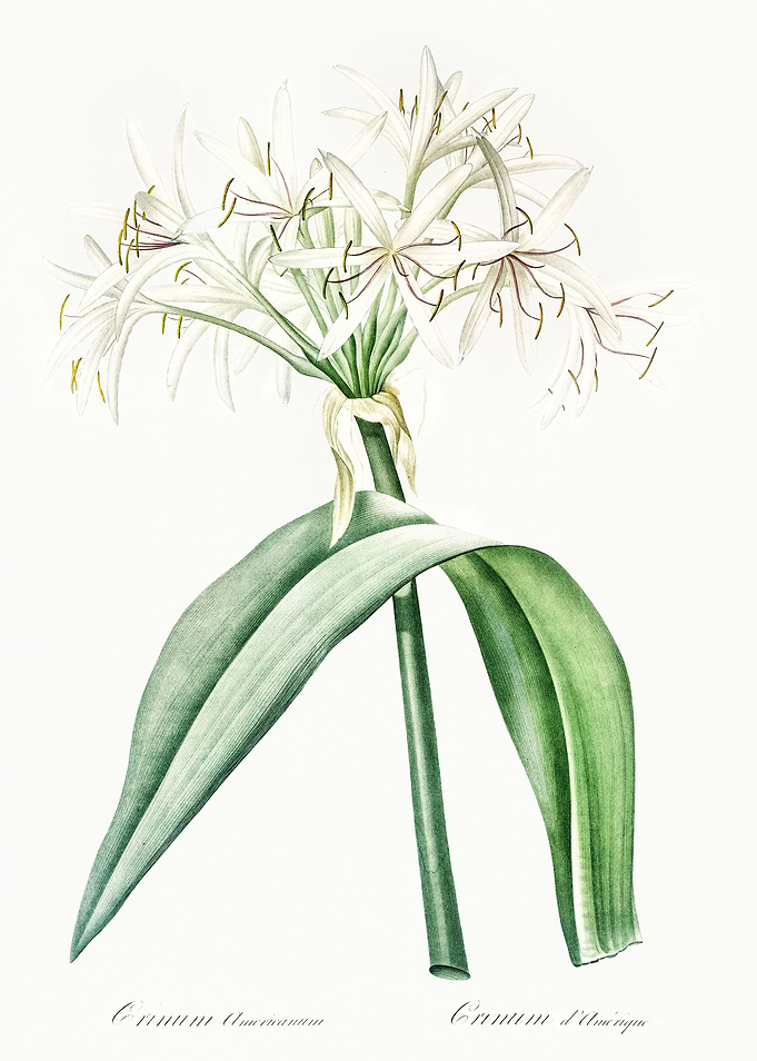 Les Liliacees 1805 HQ Orig