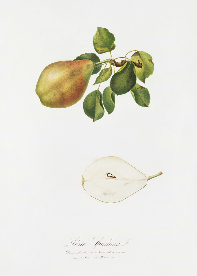 Pear Pyrus Spaddonia From