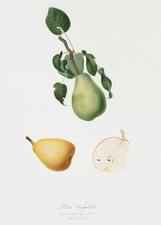 Winter Citron Pyrus Virgol
