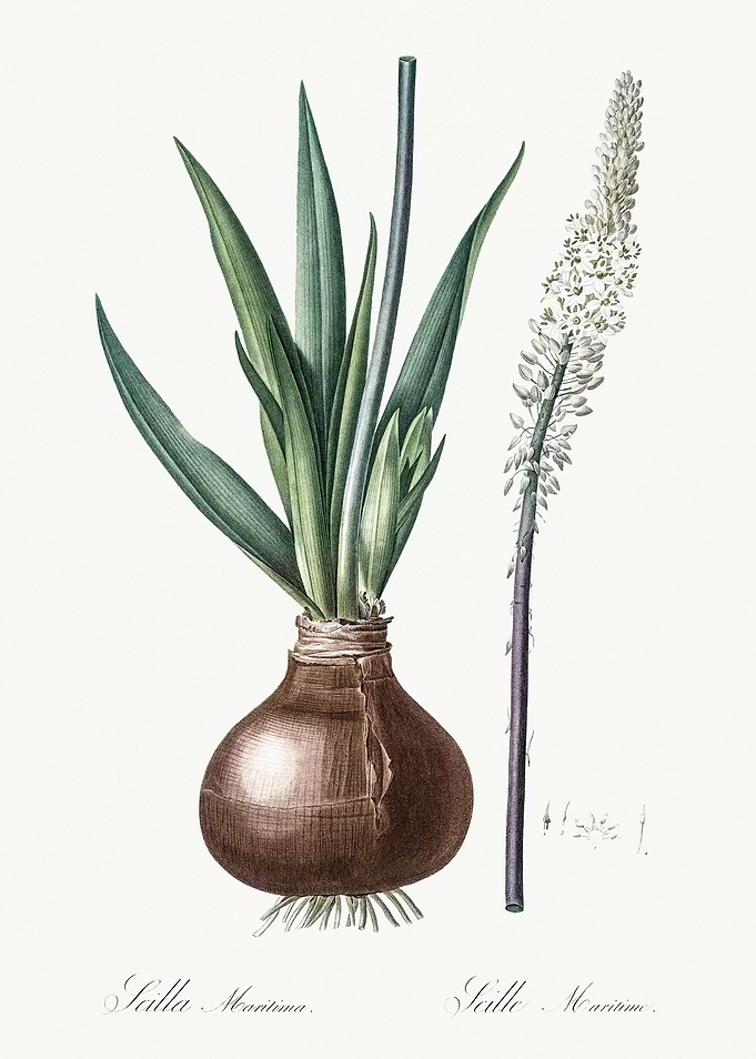 Les Liliacees 1805 HQ Orig