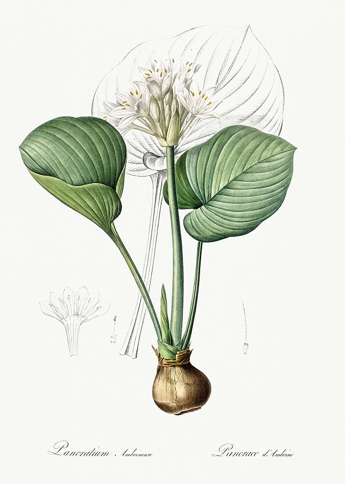 Les Liliacees 1805 HQ Orig