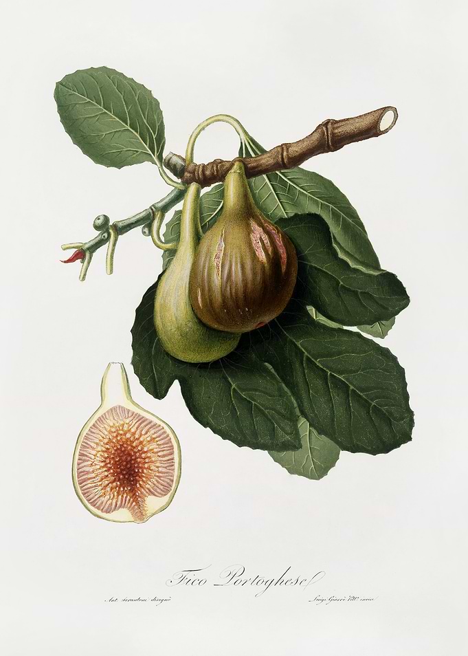 Pomona Italiana 1839HQOrig