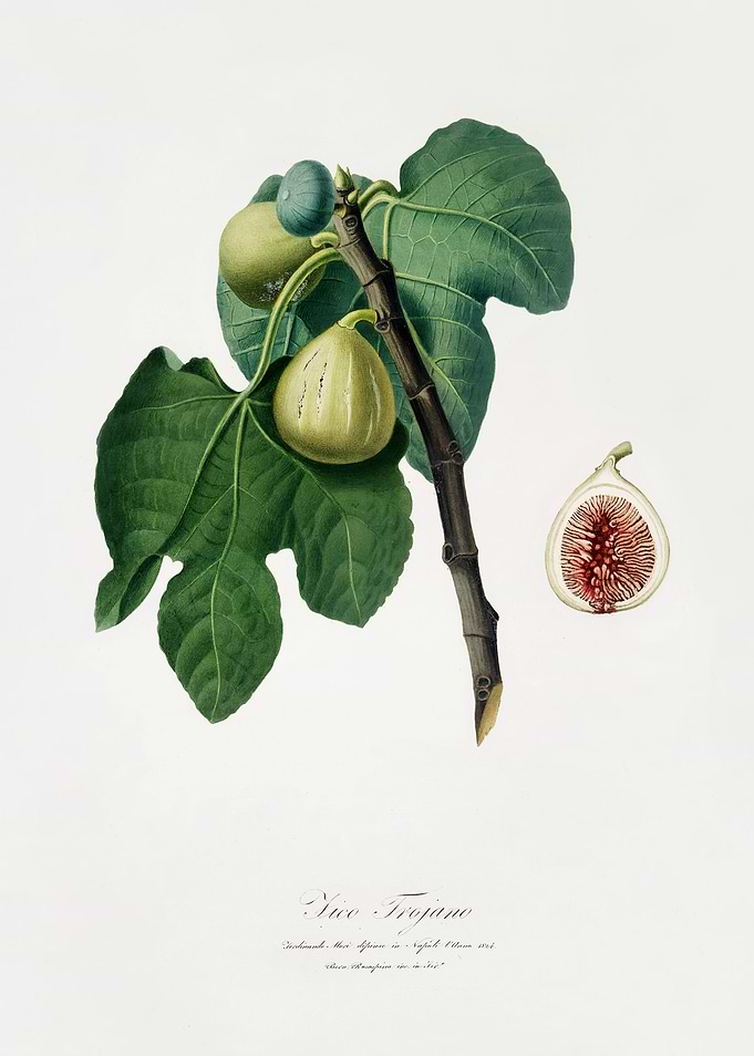 Pomona Italiana 1839HQOrig