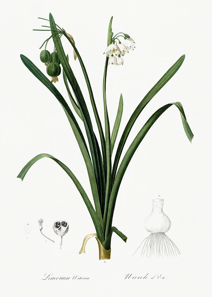 Les Liliacees 1805 HQ Orig