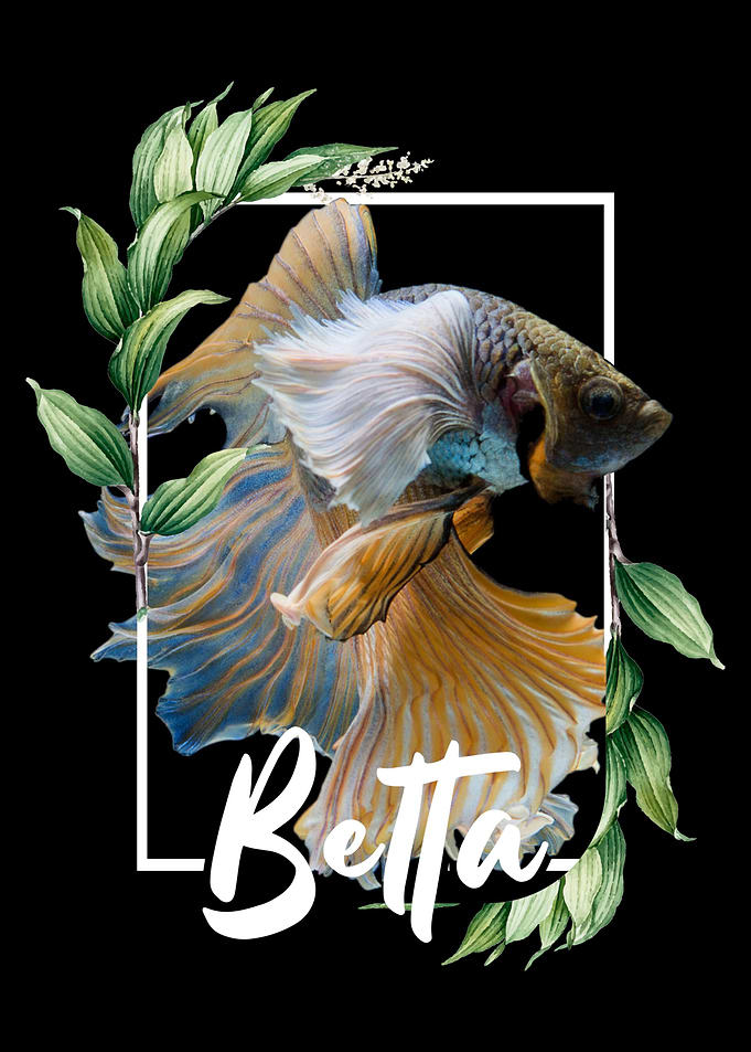 Betta Fish Geometric