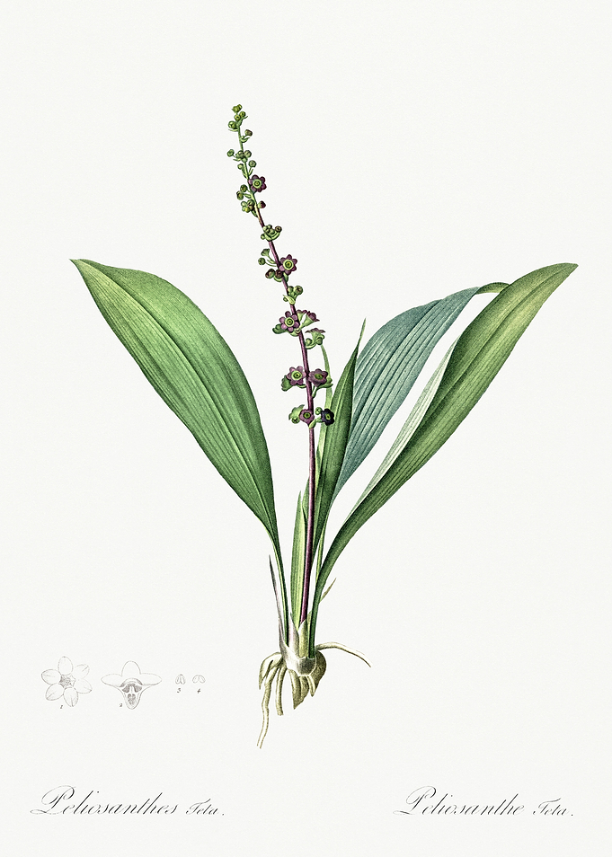 Les Liliacees 1805 HQ Orig