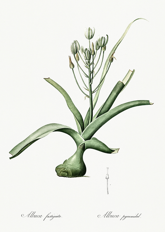 Les Liliacees 1805 HQ Orig