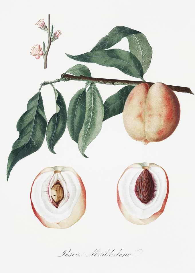 Peach Persica Magdalena Fr