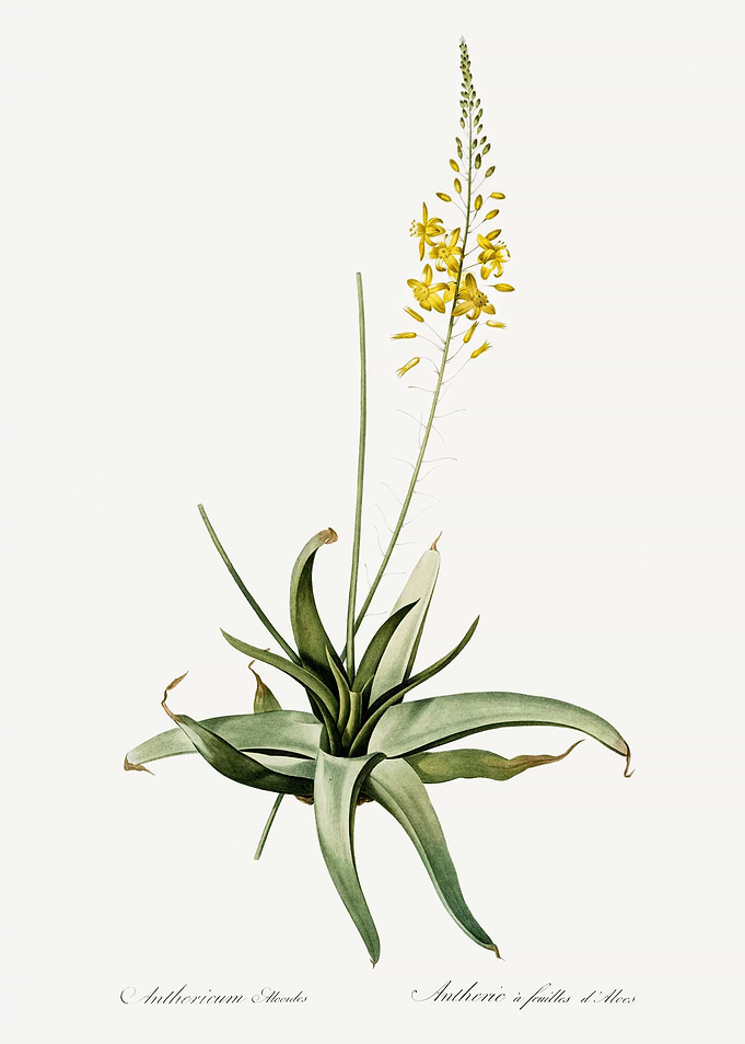 Les Liliacees 1805 HQ Orig