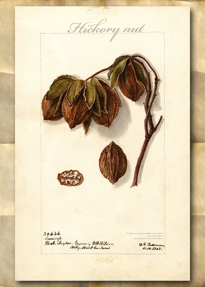 Hickory nuts watercolor