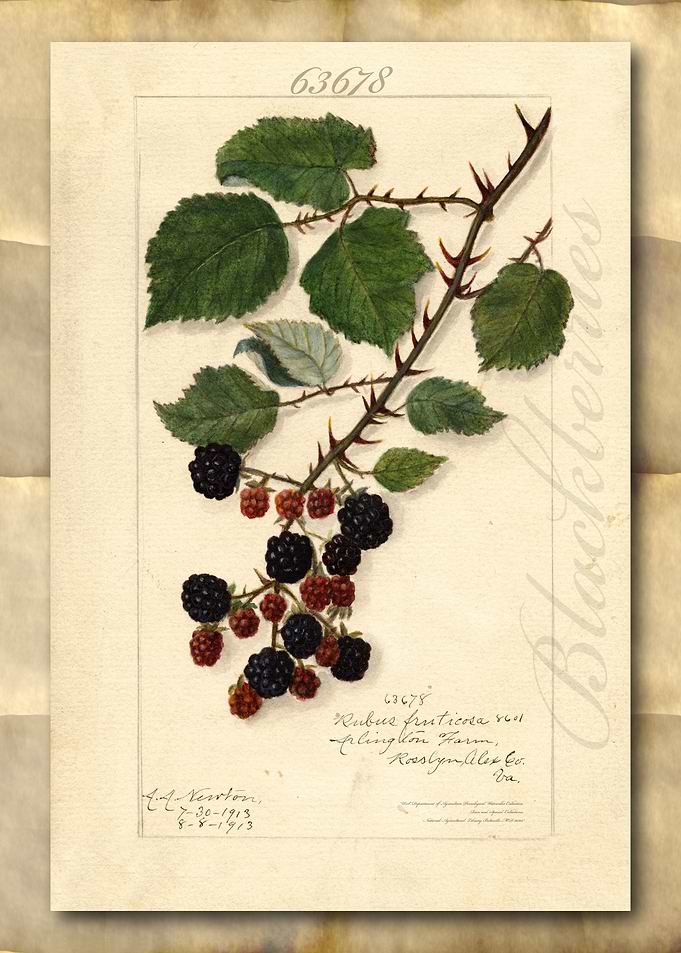 Blackberry watercolor
