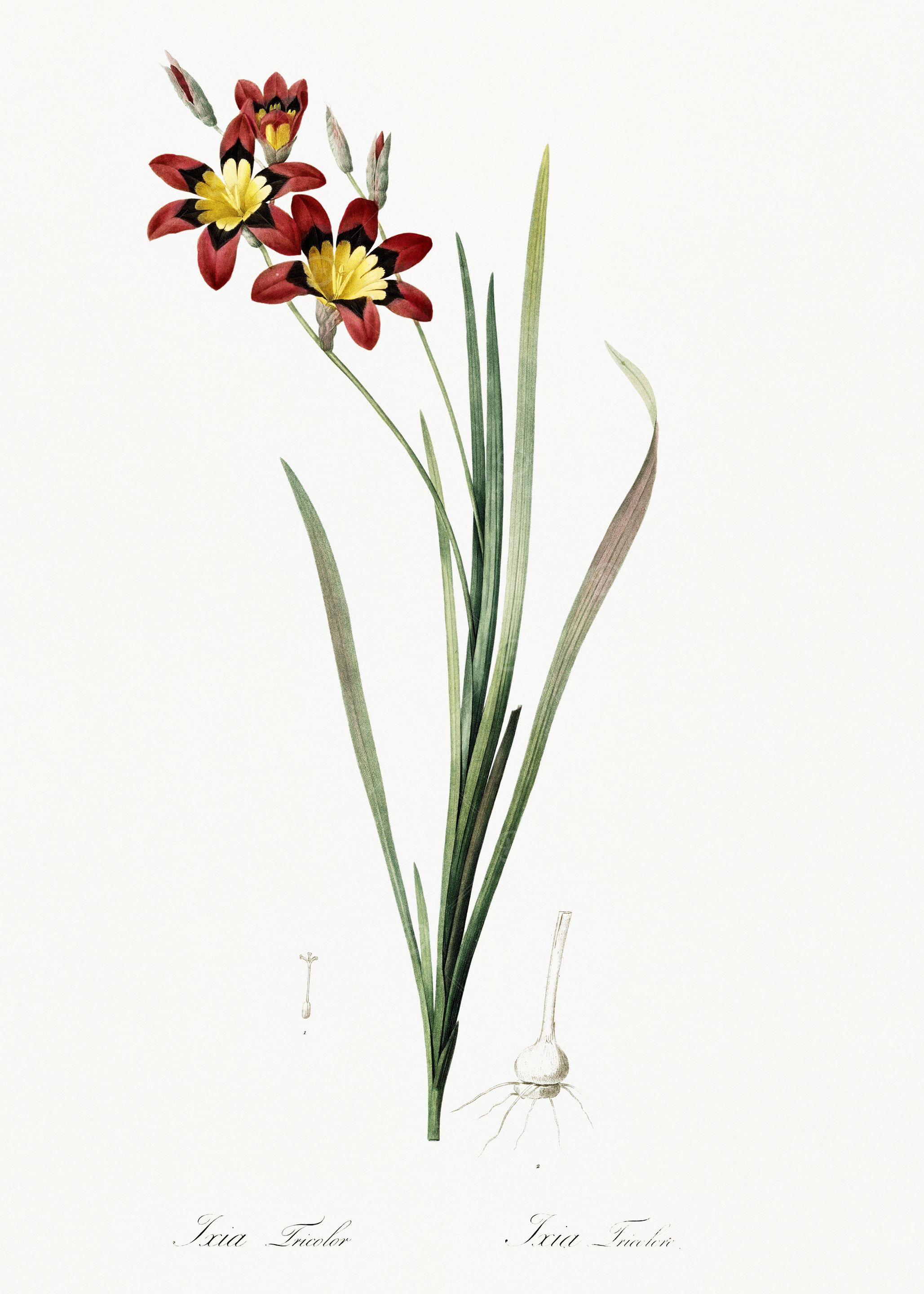 Les Liliacees 1805 HQ Orig